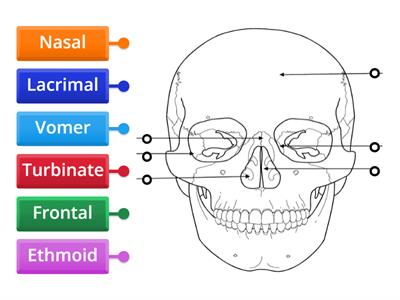  Bones of the Face (Front View)