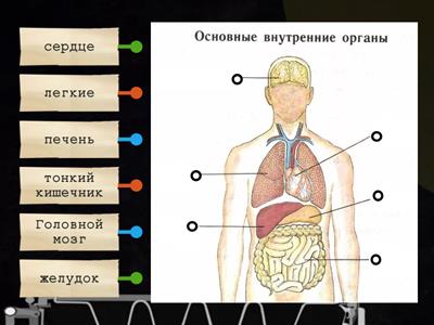 Внутренние органы