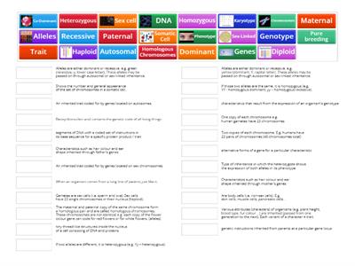 (Year 11) Genetics Terminology