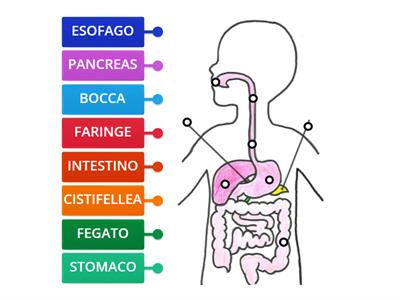 Scienze - Apparato digerente