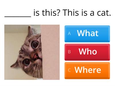  What / Where / Who / When