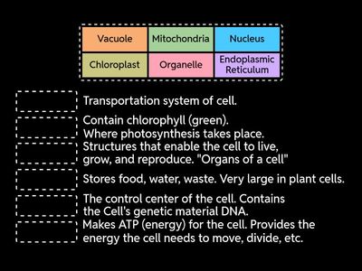 Organelles and their Functions
