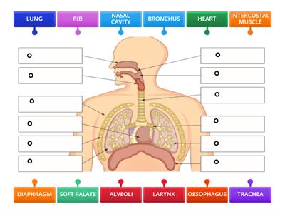 LABEL THE DIAGRAM- RESPIRATORY SYSTEM