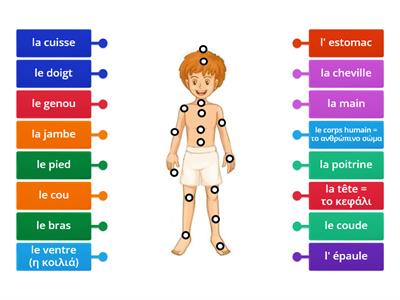 Le corps humain (Unité 3 CC2)