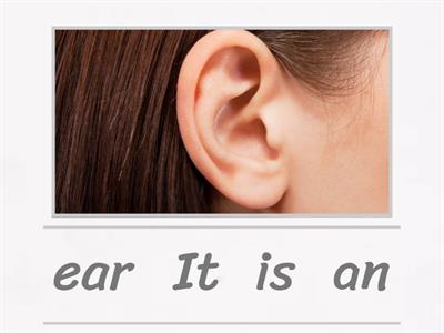 Unscramble word Our bodies 