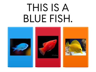 Food, pets and colours