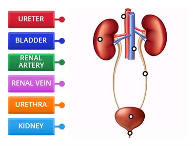 Kidney Diagram