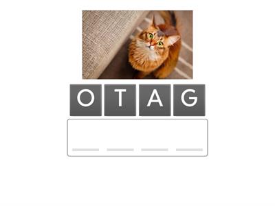 Anagrama 1º ano Ensino Fundamental