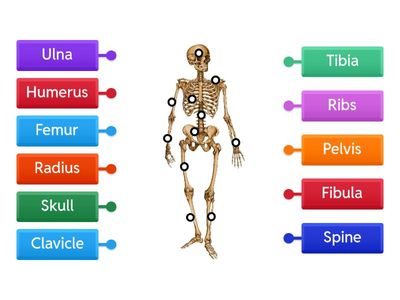  Skeleton & bones 4º EP
