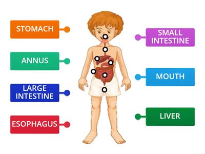 DIGESTIVE SYSTEM