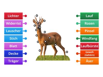 Rehbock Jägersprache