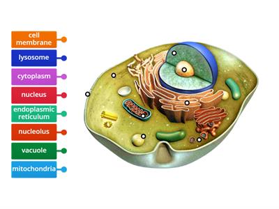 Label Animal Cell Organelles
