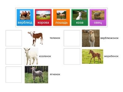 ТӨРТ ТҮЛІК МАЛ