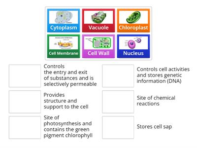 Cell Structures & Functions