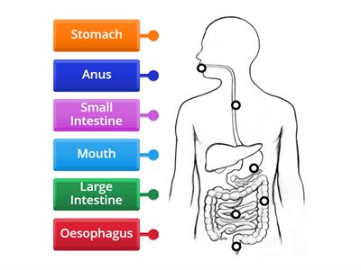 Digestive System