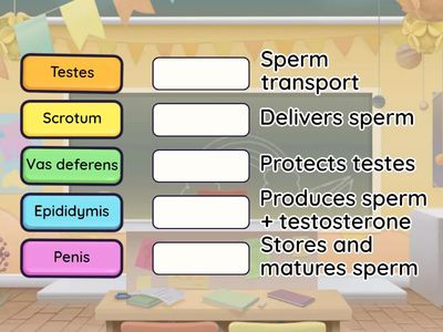 RECALL RACE: Male Reproductive Fast Review!