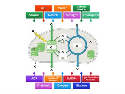 Photosynthesis Diagram