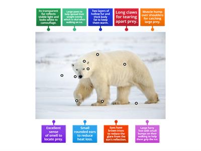 Y4 A polar bear's adaptation