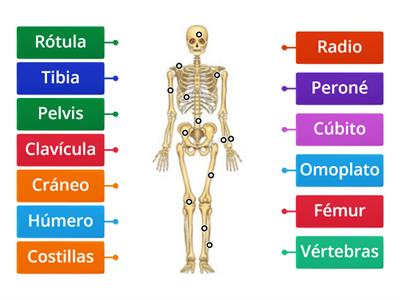 Sistema Esquelético