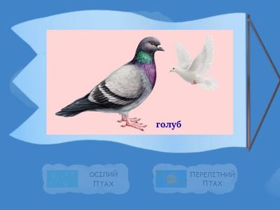 Перелітний чи осілий птах?