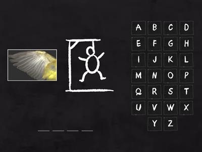 Animal Body Parts (DLP Science Year 1)