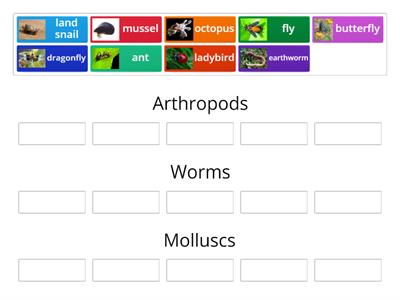 Invertebrates (arthropods, worms, molluscs)
