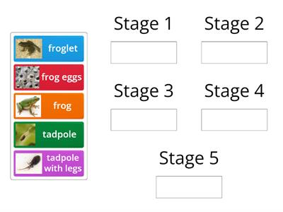 Frog Life Cycle