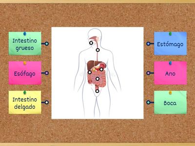 Sistema Digestivo 2º EP