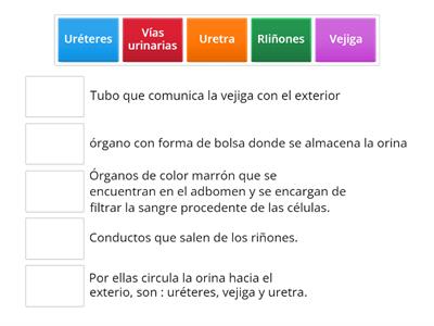 PARTES DEL APARATO EXCRETOR 