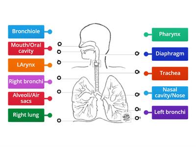 Respiratory System