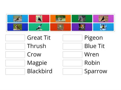 10 Common UK Garden Birds Matchup