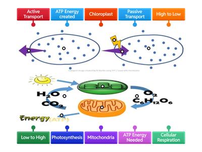 Cell Processes Review