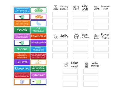 Cell Organelle Matching