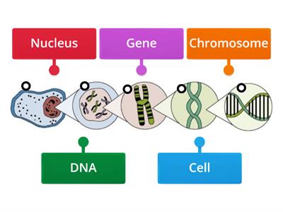 Genes, DNA and Chromosomes