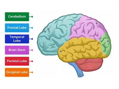 Parts of the Brain