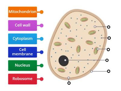 Labelling a fungal cell KS3