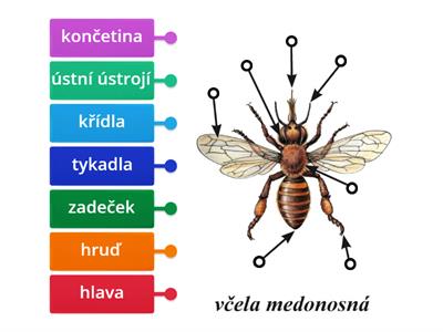 Včela - urči části těla