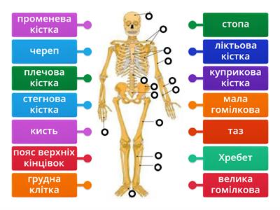 Скелет людини