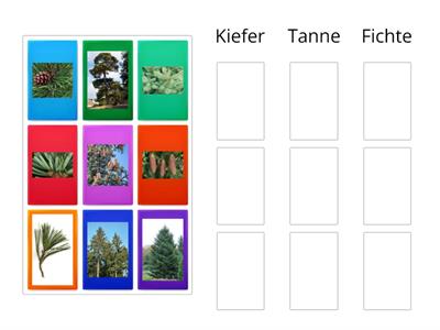 Nadelbäume: Kiefer, Tanne, Fichte (Baum, Nadeln, Zapfen)