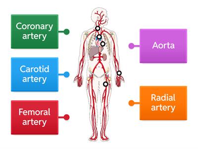 Label important arteries