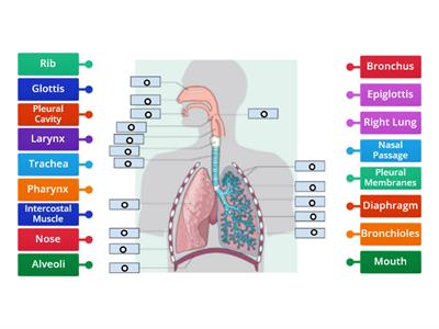 Human Breathing System