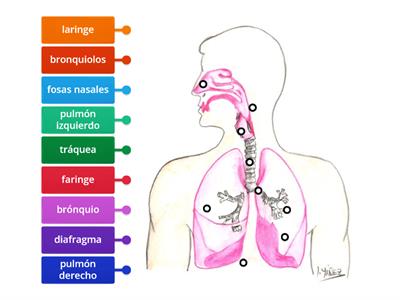 Sistema Respiratorio