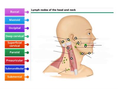 Lymph nodes of head and neck