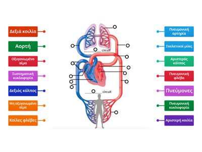 Κυκλοφορικό σύστημα  Labelled diagram