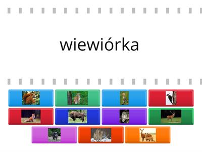 Zwierzęta leśne