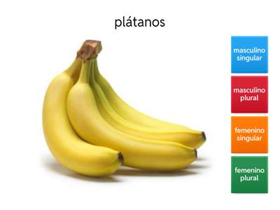 Género y número
