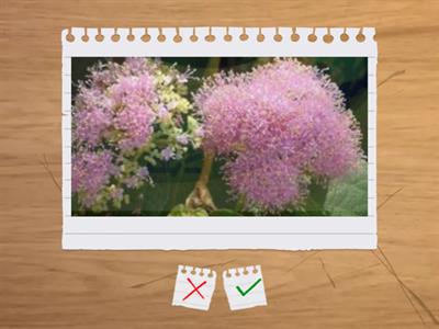 造園丙級植物識別