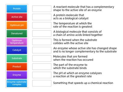 IGCSE Enzymes match up