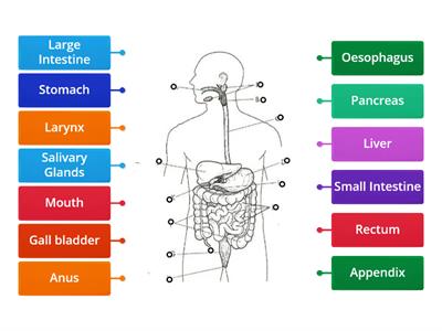 Digestive System