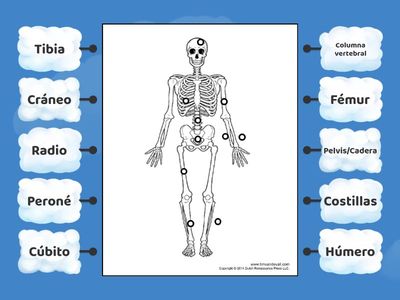 ESQUELETO 3º PRIMARIA